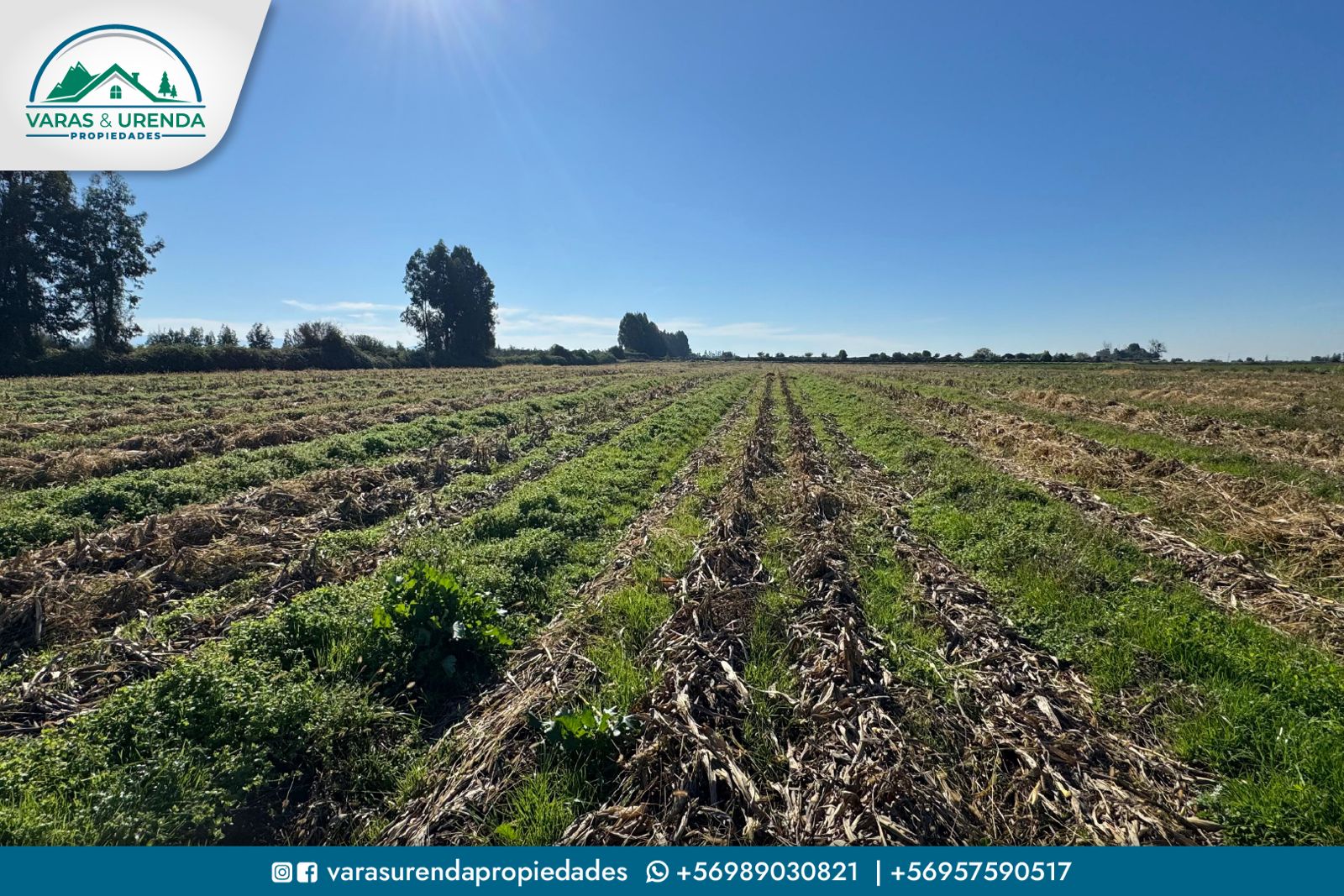 Se Arrienda excelente campo de 71,5 hectáreas en Pelarco, VII Región del Maule