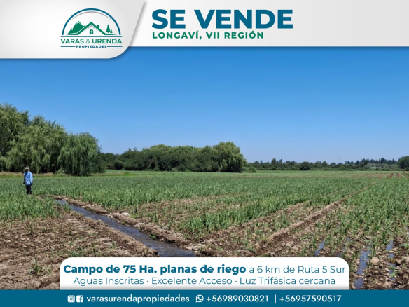 Se Vende campo de 75 hectáreas en Longaví, VII Región