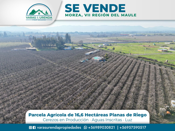 Se Vende linda parcela agrícola de 16,6 hás. en Morza, VII Región del Maule