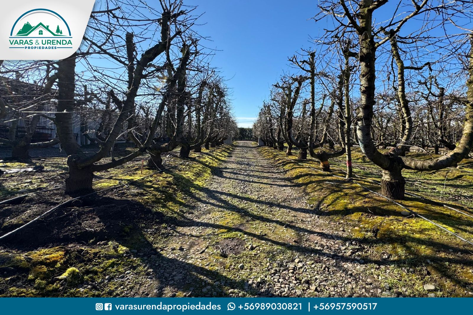Se Vende linda parcela agrícola de 16,6 hás. en Morza, VII Región del Maule