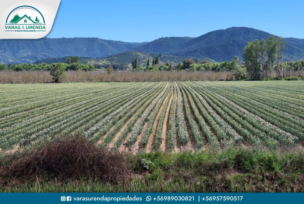 Se Vende campo de 51,7 hectáreas planas de riego en Las Cabras, VII Región