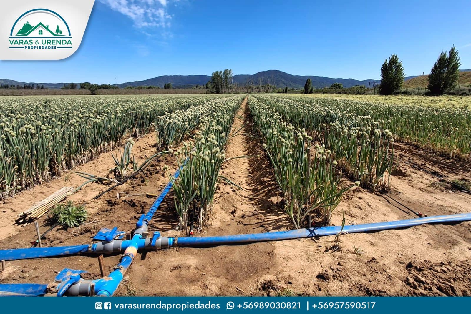 Se Vende campo de 51,7 hectáreas planas de riego en Las Cabras, VII Región
