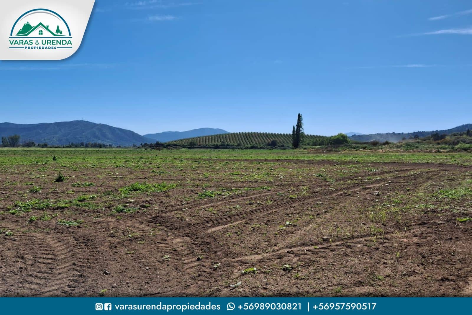 Se Vende campo de 51,7 hectáreas planas de riego en Las Cabras, VII Región