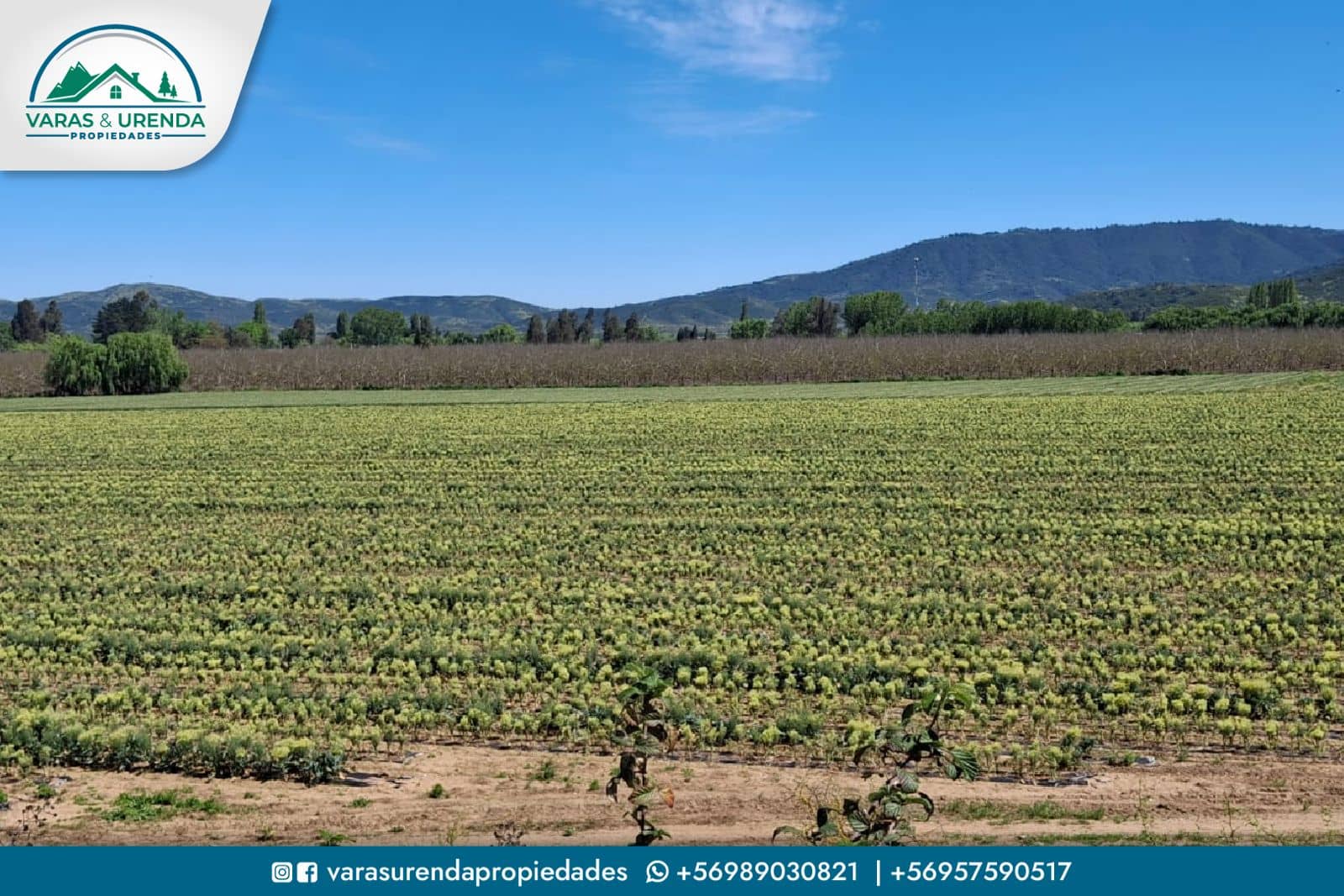 Se Vende campo de 51,7 hectáreas planas de riego en Las Cabras, VII Región