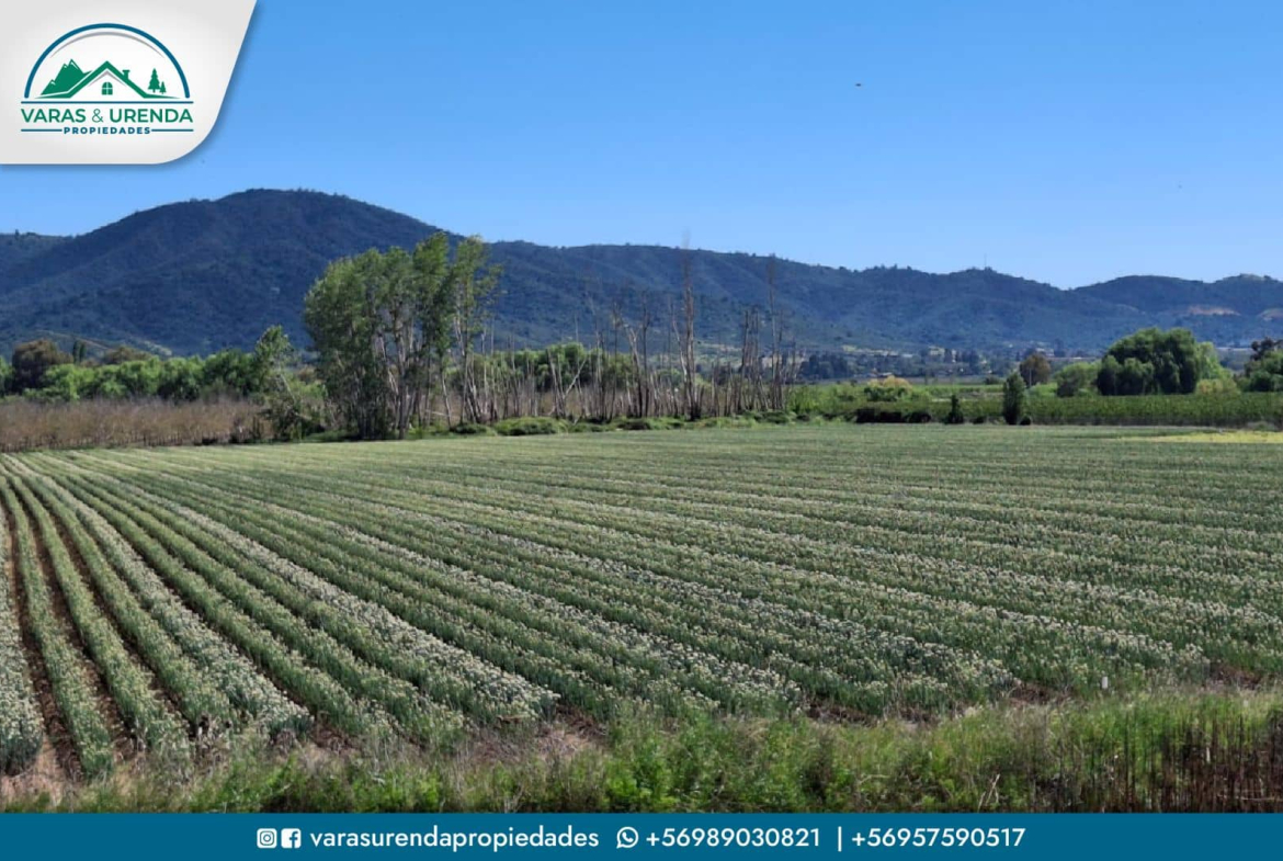 Se Vende campo de 51,7 hectáreas planas de riego en Las Cabras, VII Región