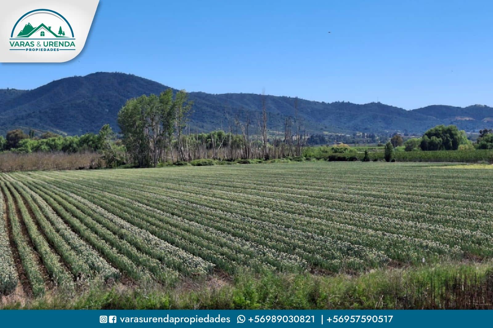 Se Vende campo de 51,7 hectáreas planas de riego en Las Cabras, VII Región
