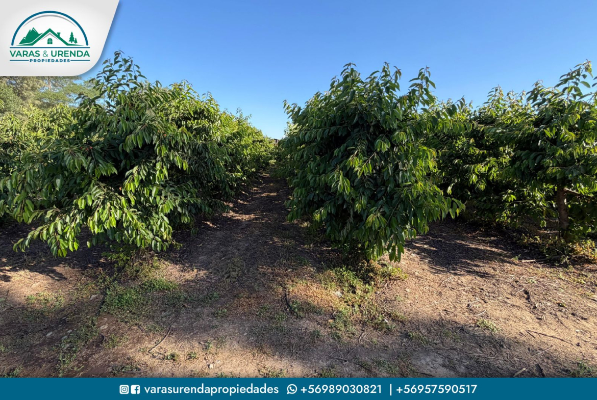 Se Vende excelente parcela de 29 hectáreas en Molina, VII Región