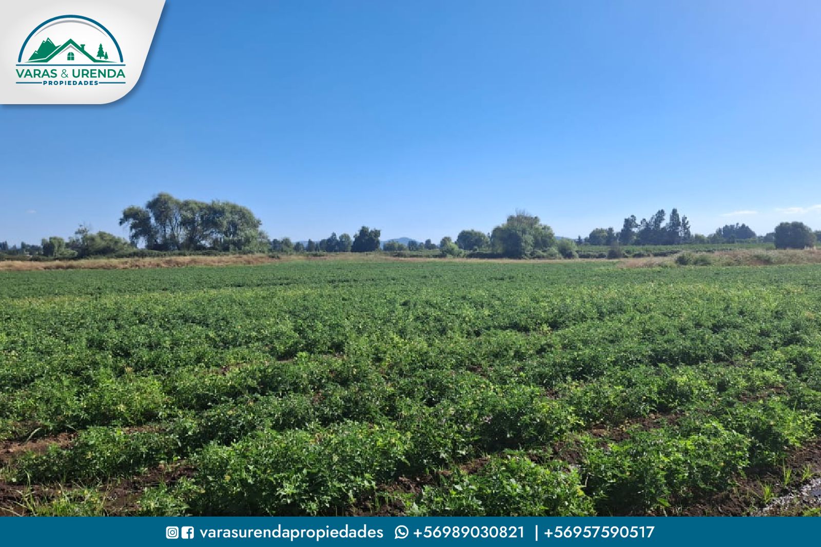 Se Vende campo 60 hectáreas en sector La Montaña de Teno, Curicó