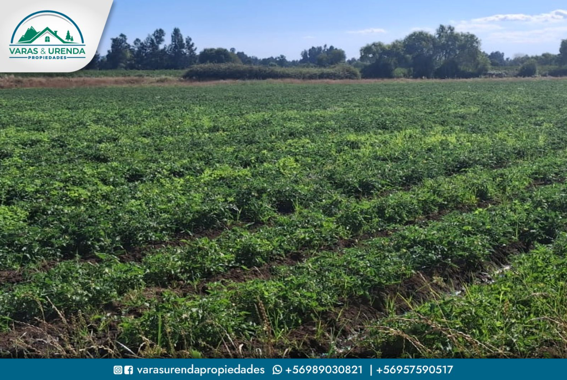 Se Vende campo 60 hectáreas en sector La Montaña de Teno, Curicó