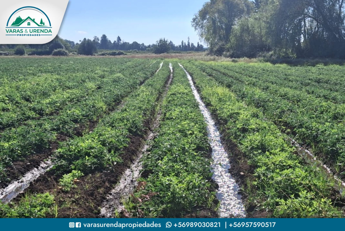 Se Vende campo 60 hectáreas en sector La Montaña de Teno, Curicó