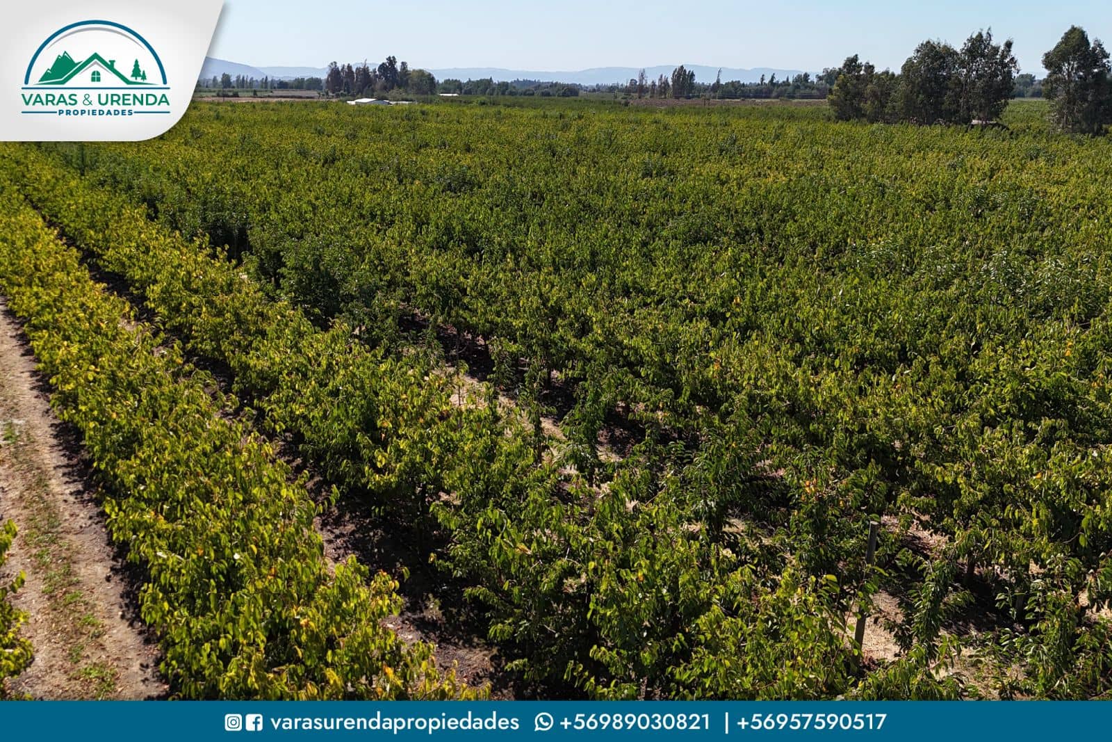 Se Vende campo productivo de 40 hás. en Molina, Curicó