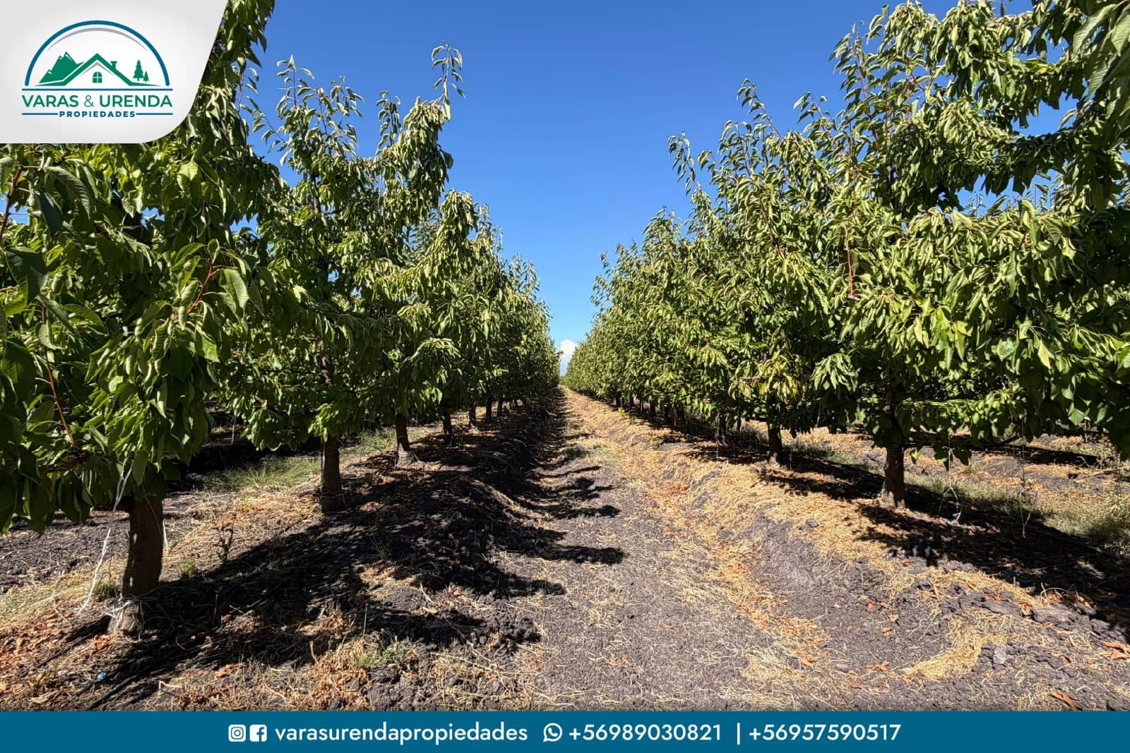 Se Vende parcela de 20,16 hás en Rauco, Sector Quicharco