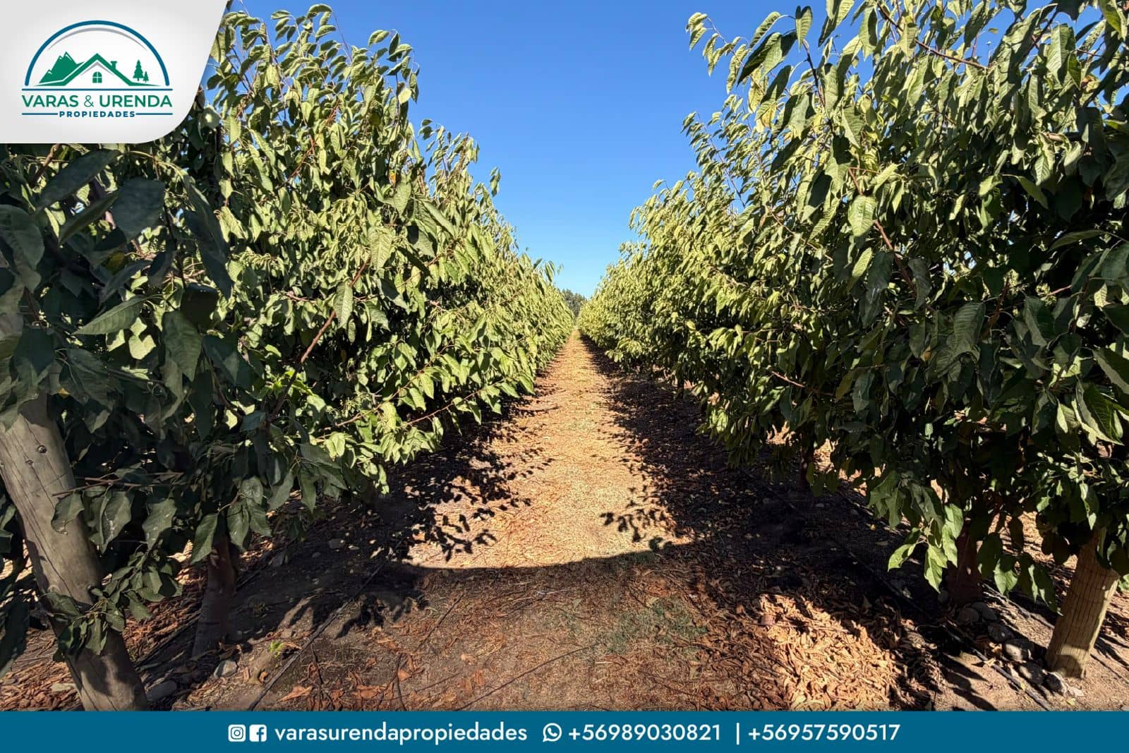Se Vende campo productivo de 40 hás. en Molina, Curicó