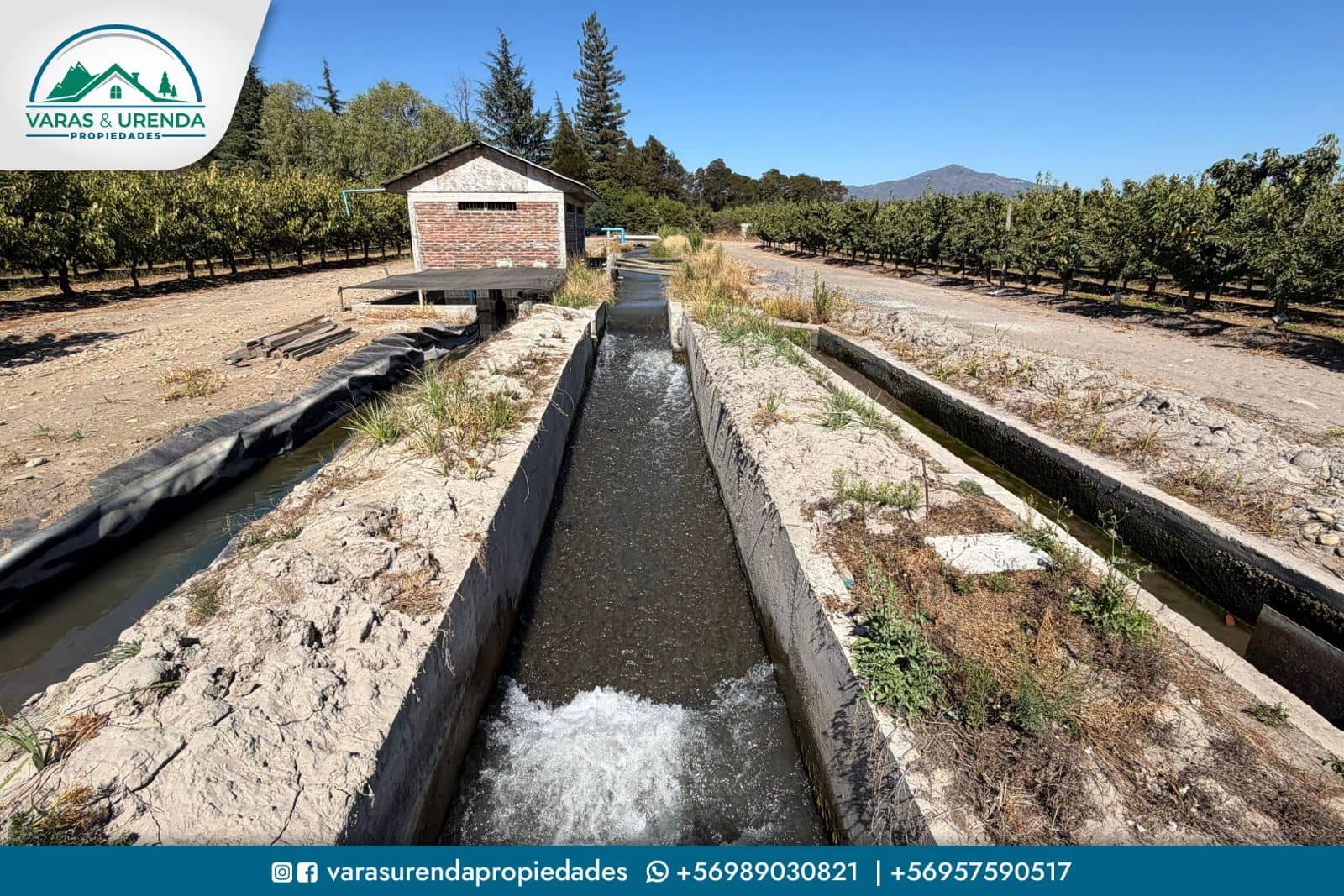 Se Vende campo productivo de 40 hás. en Molina, Curicó
