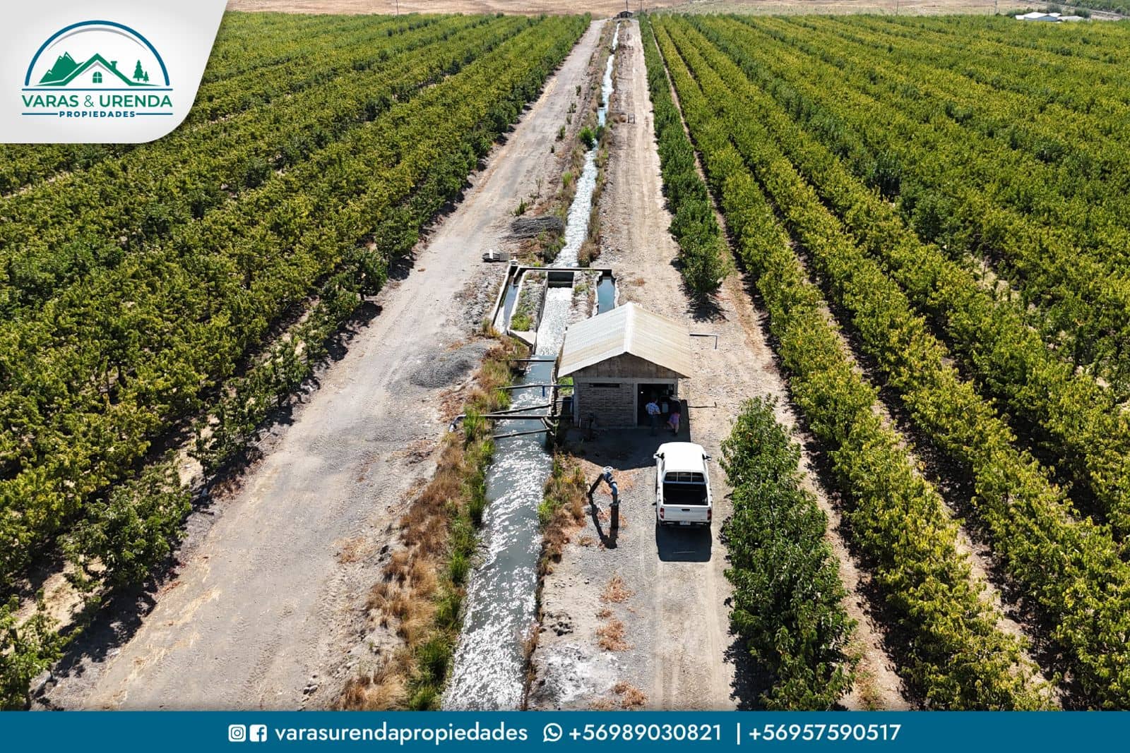 Se Vende campo productivo de 40 hás. en Molina, Curicó