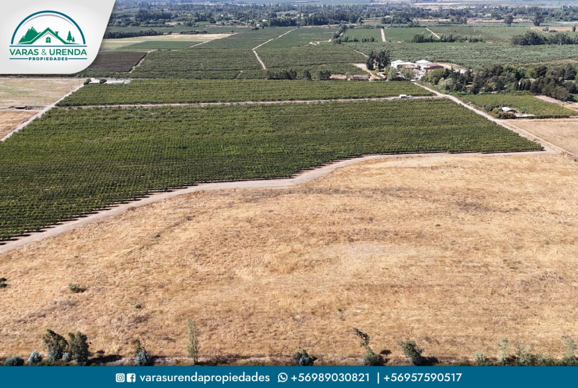 Se Vende campo productivo de 40 hás. en Molina, Curicó