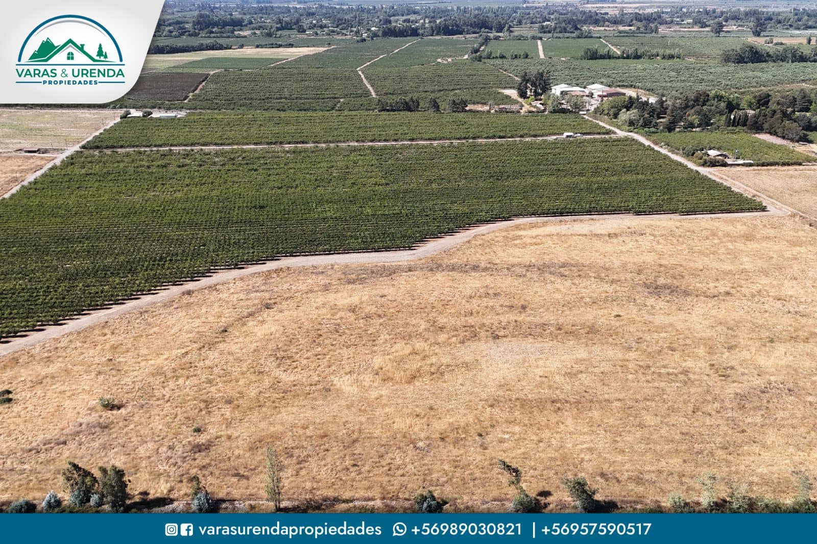 Se Vende campo productivo de 40 hás. en Molina, Curicó