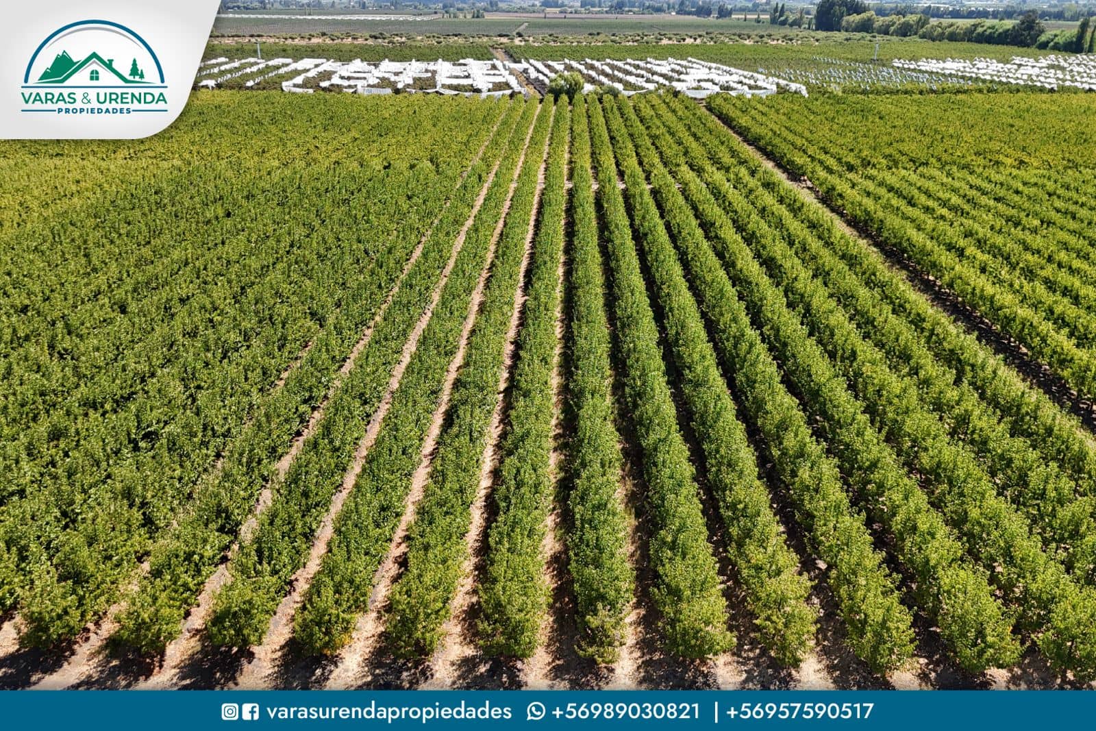 Se Vende parcela de 20,16 hás en Rauco, Sector Quicharco
