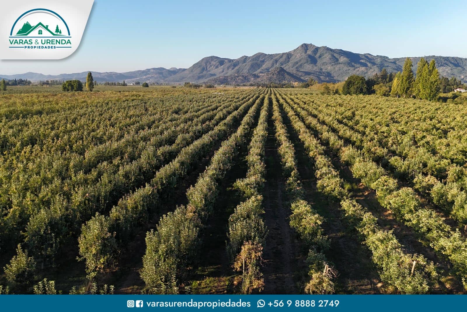 Se Vende espectacular campo 62 hás. en Los Niches, Curicó
