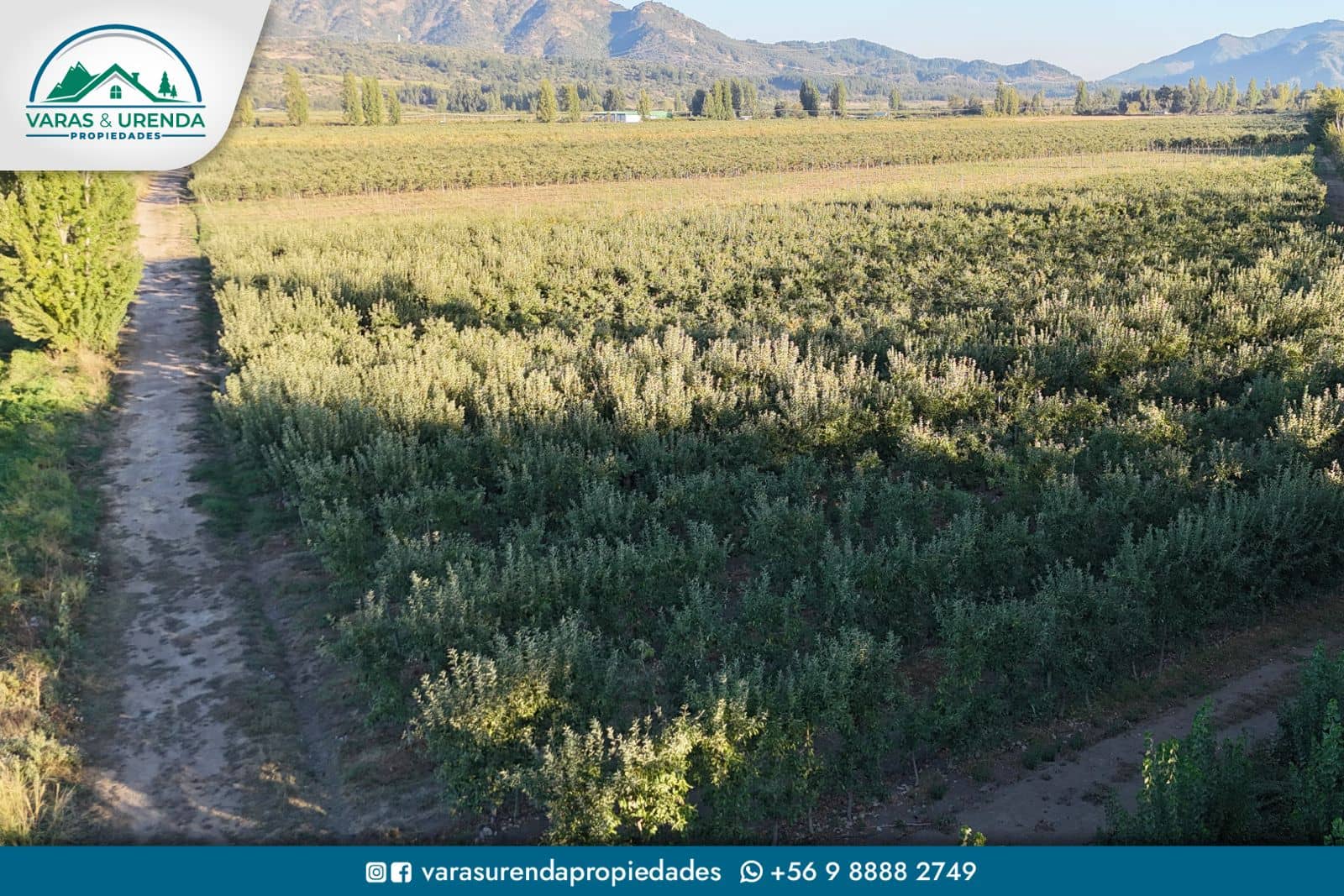 Se Vende espectacular campo 62 hás. en Los Niches, Curicó