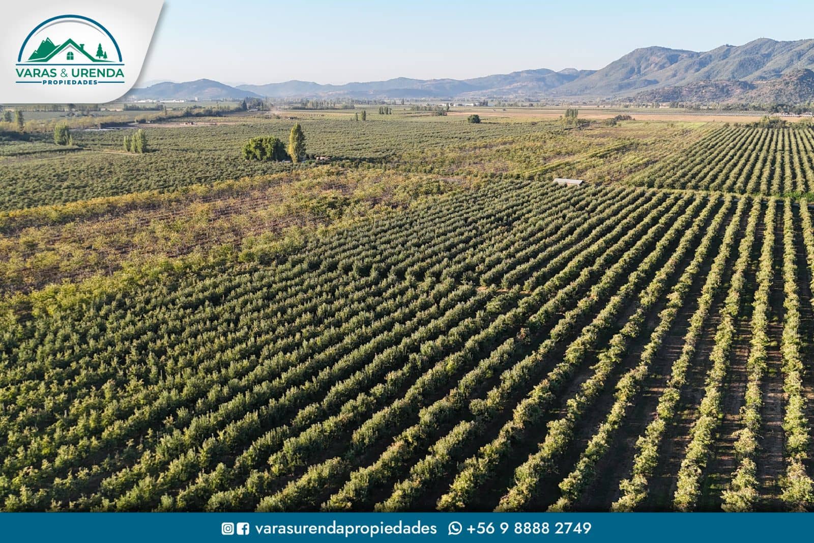 Se Vende espectacular campo 62 hás. en Los Niches, Curicó