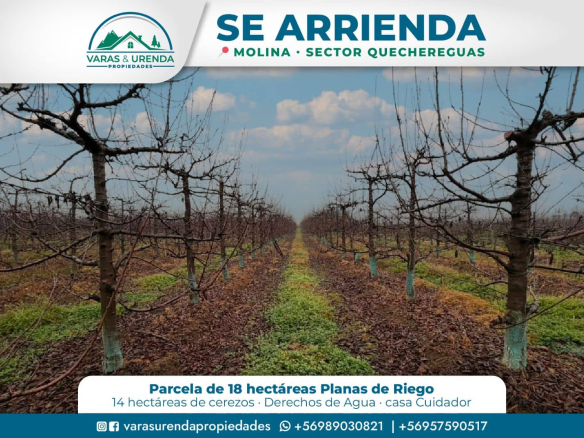 Se Arrienda campo agrícola en Molina, sector Quechereguas