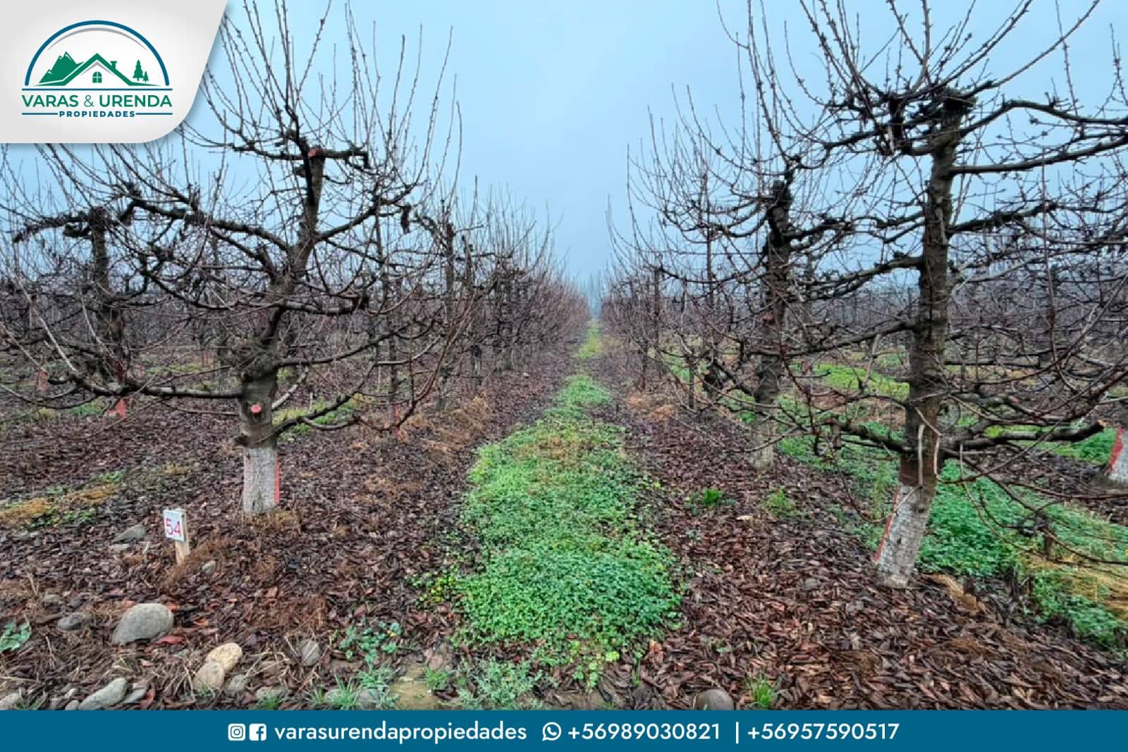 Se Arrienda campo agrícola en Molina, sector Quechereguas