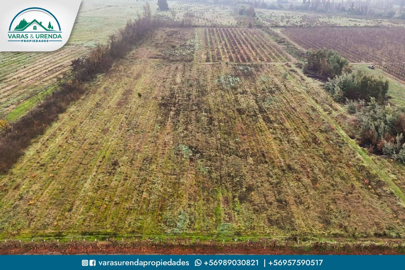 Se Arrienda campo agrícola en Molina, sector Quechereguas