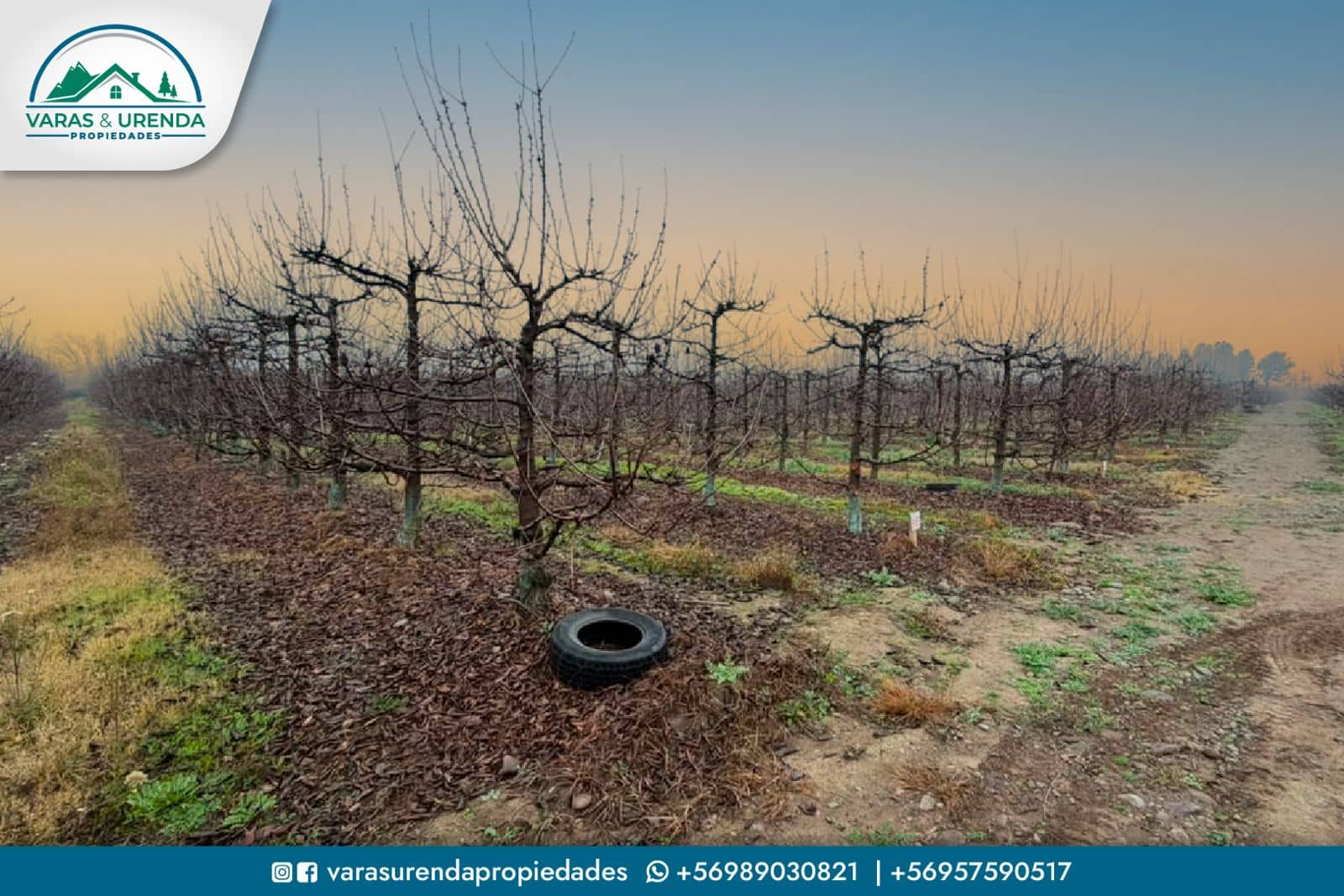Se Arrienda campo agrícola en Molina, sector Quechereguas