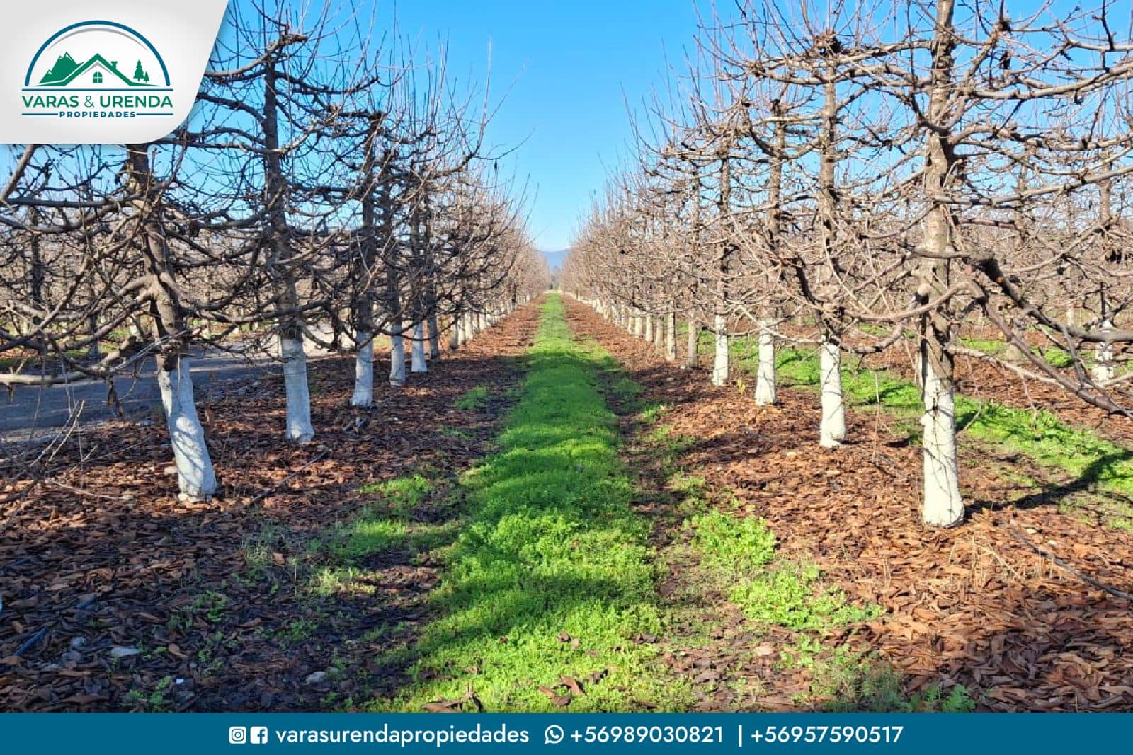 Se Vende campo de 115 hectáreas planas de riego en Morza, sector Las Liras