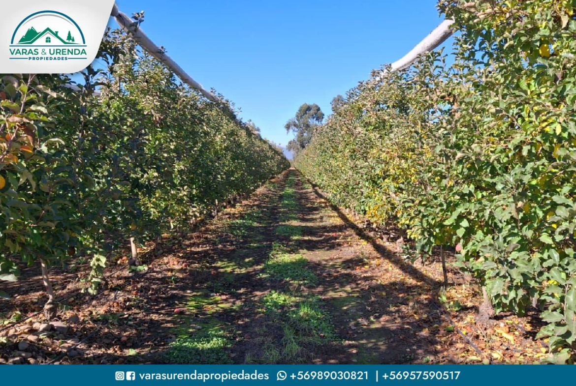 Se Vende campo de 115 hectáreas planas de riego en Morza, sector Las Liras