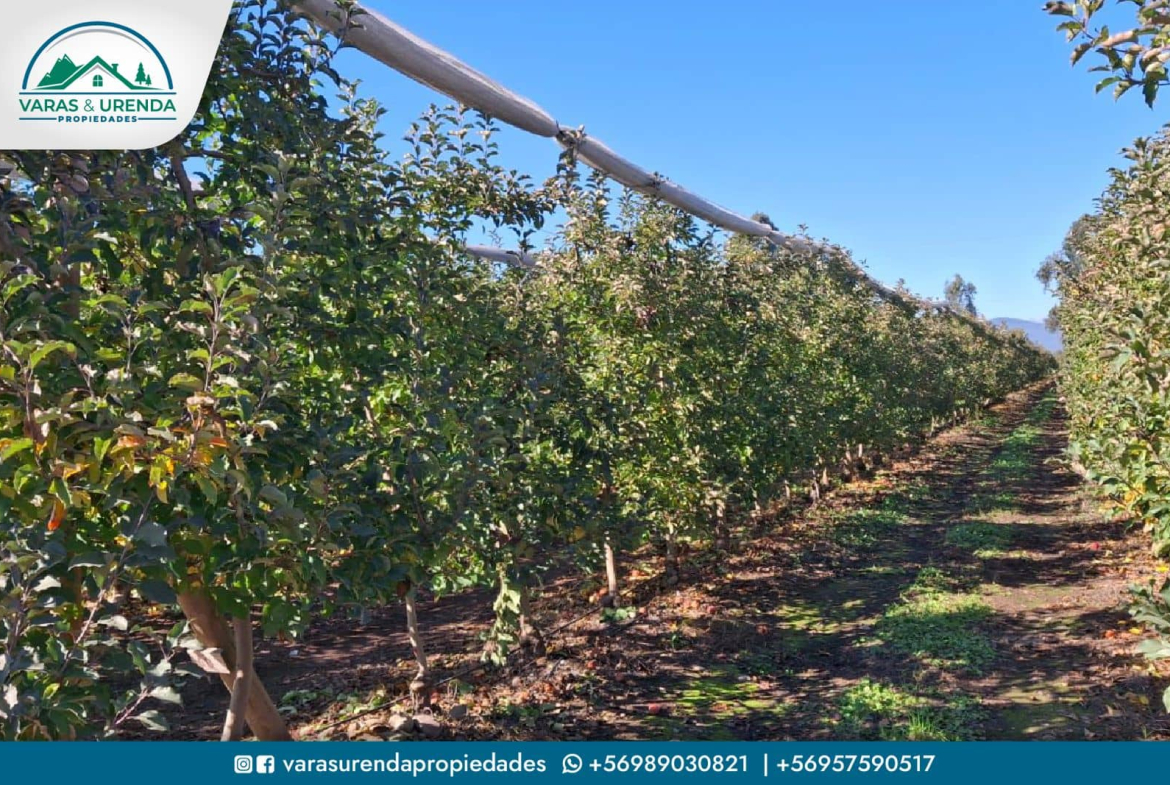 Se Vende campo de 115 hectáreas planas de riego en Morza, sector Las Liras