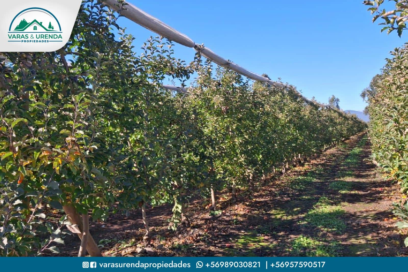 Se Vende campo de 115 hectáreas planas de riego en Morza, sector Las Liras