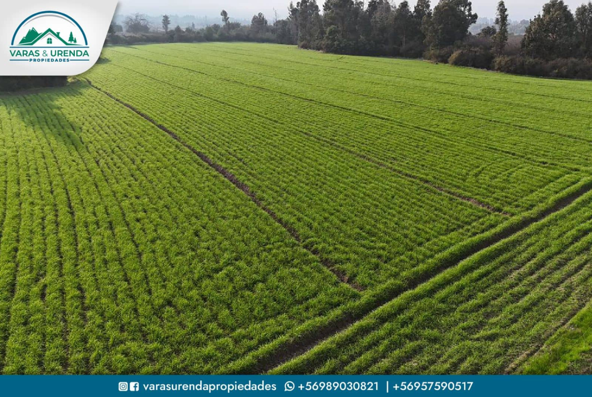 Se Vende linda parcela de 41 hectáreas en Longaví, Sector Bodega