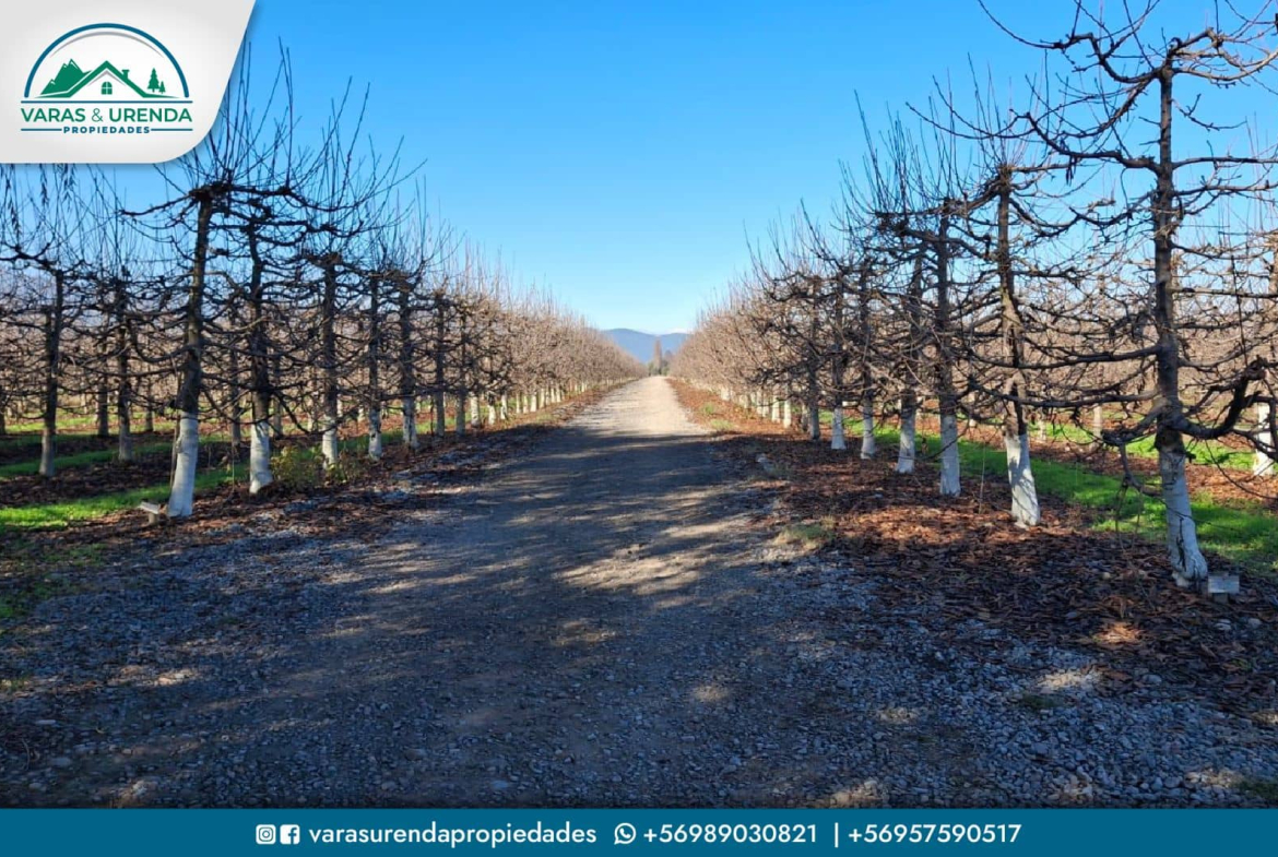 Se Vende campo de 115 hectáreas planas de riego en Morza, sector Las Liras