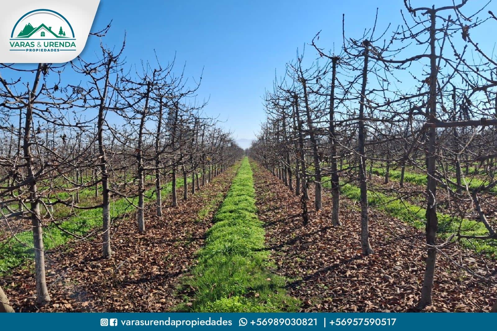 Se Vende campo de 115 hectáreas planas de riego en Morza, sector Las Liras