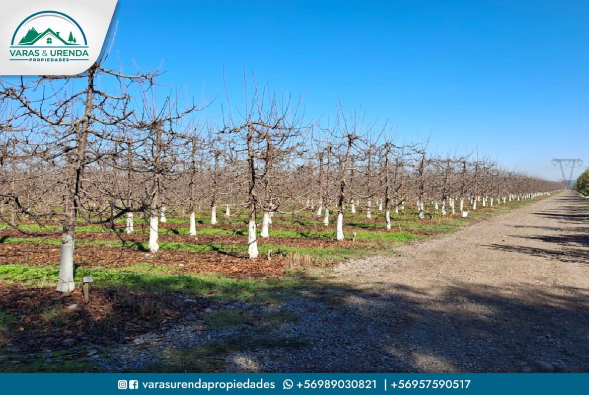 Se Vende campo de 115 hectáreas planas de riego en Morza, sector Las Liras