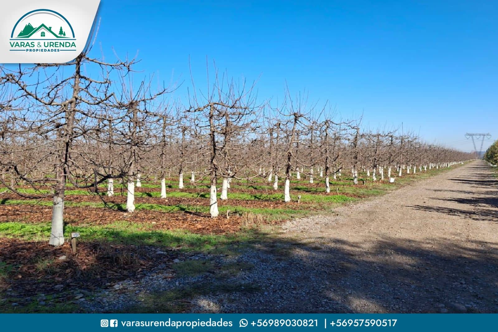 Se Vende campo de 115 hectáreas planas de riego en Morza, sector Las Liras