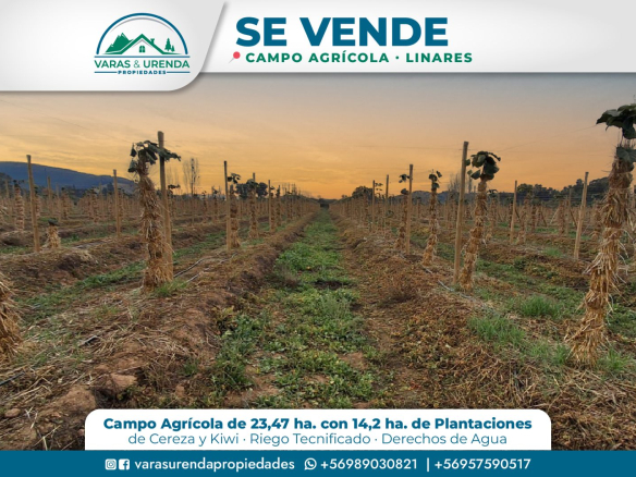 Se Vende excelente campo agrícola de 23,47 hectáreas en Linares