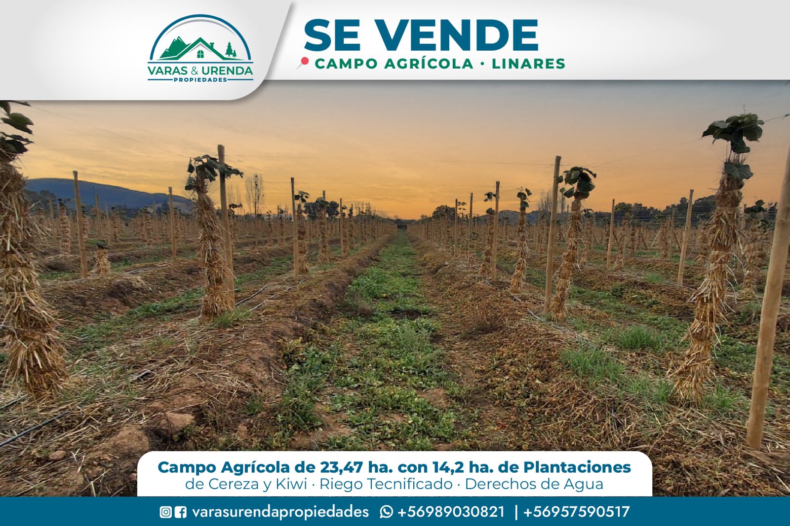 Se Vende excelente campo agrícola de 23,47 hectáreas en Linares
