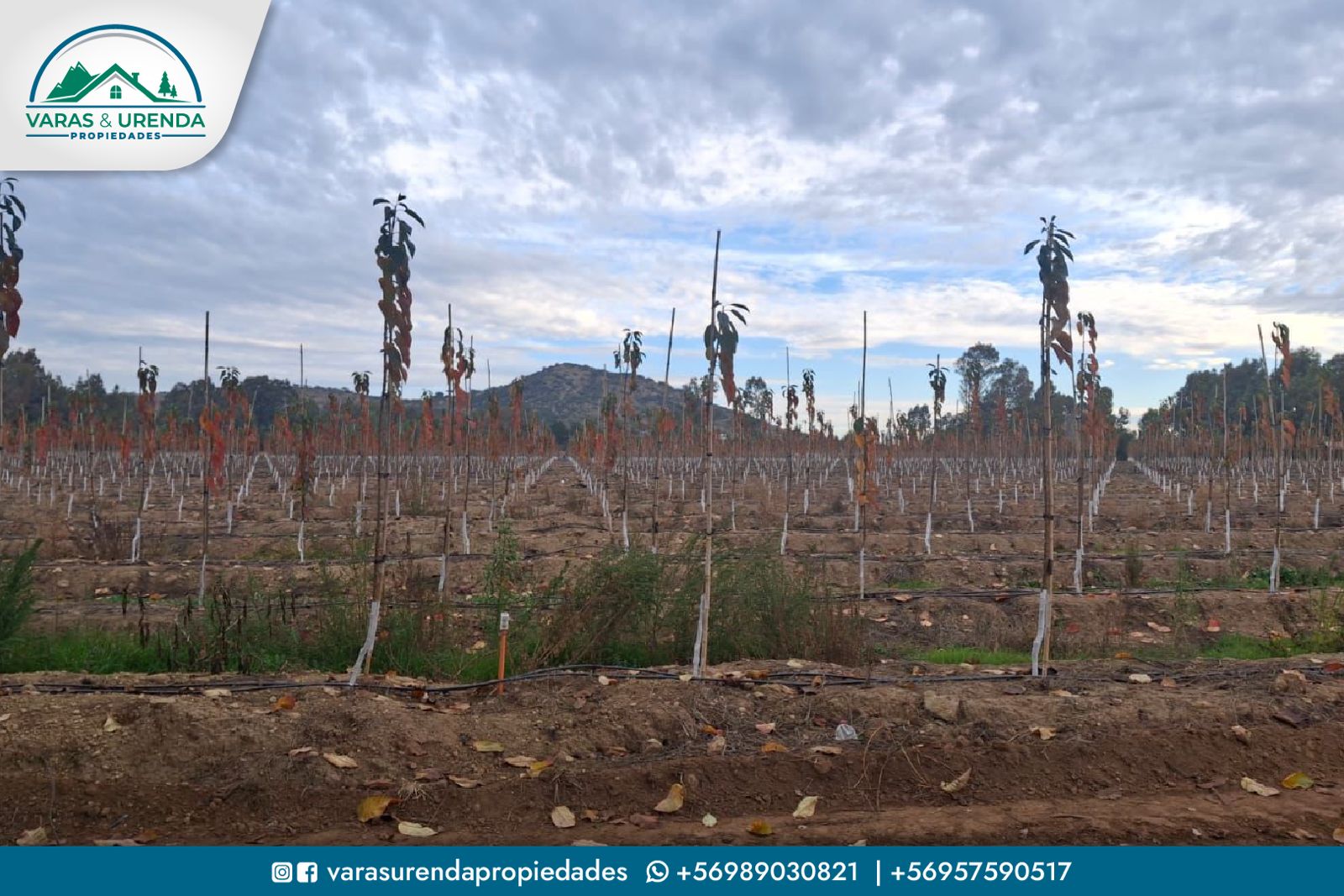 Se Vende excelente campo agrícola de 23,47 hectáreas en Linares