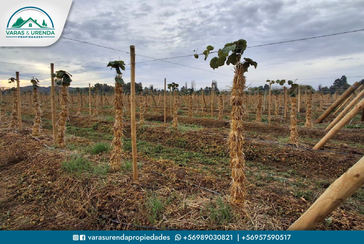 Se Vende excelente campo agrícola de 23,47 hectáreas en Linares