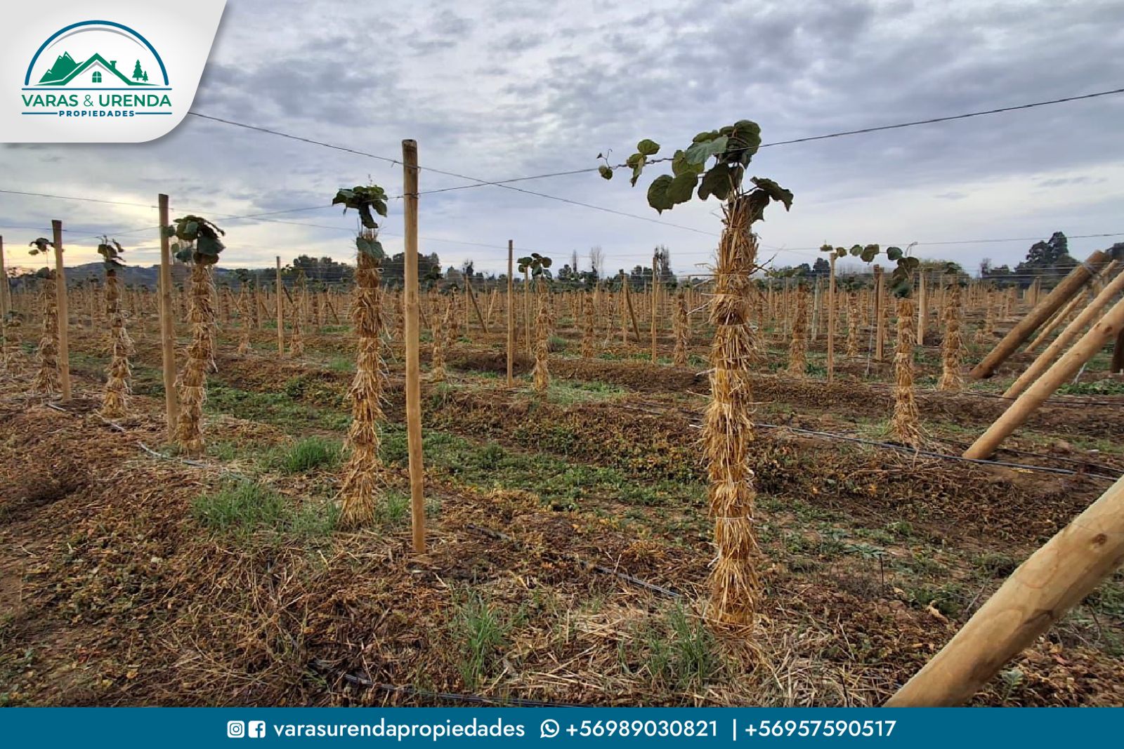 Se Vende excelente campo agrícola de 23,47 hectáreas en Linares